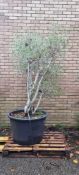 Olive Tree In Plastic Pot | Approx Height: 2.4m