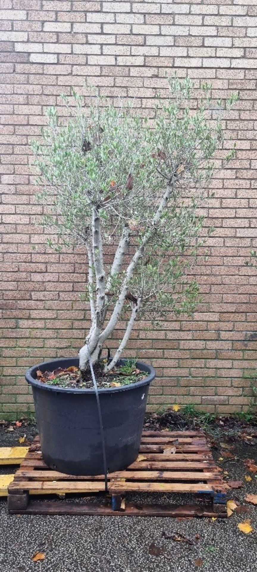 Olive Tree In Plastic Pot | Approx Height: 2.4m
