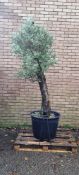 Bay Tree In Plastic Pot | Approx Height: 2.4m | RRP £500
