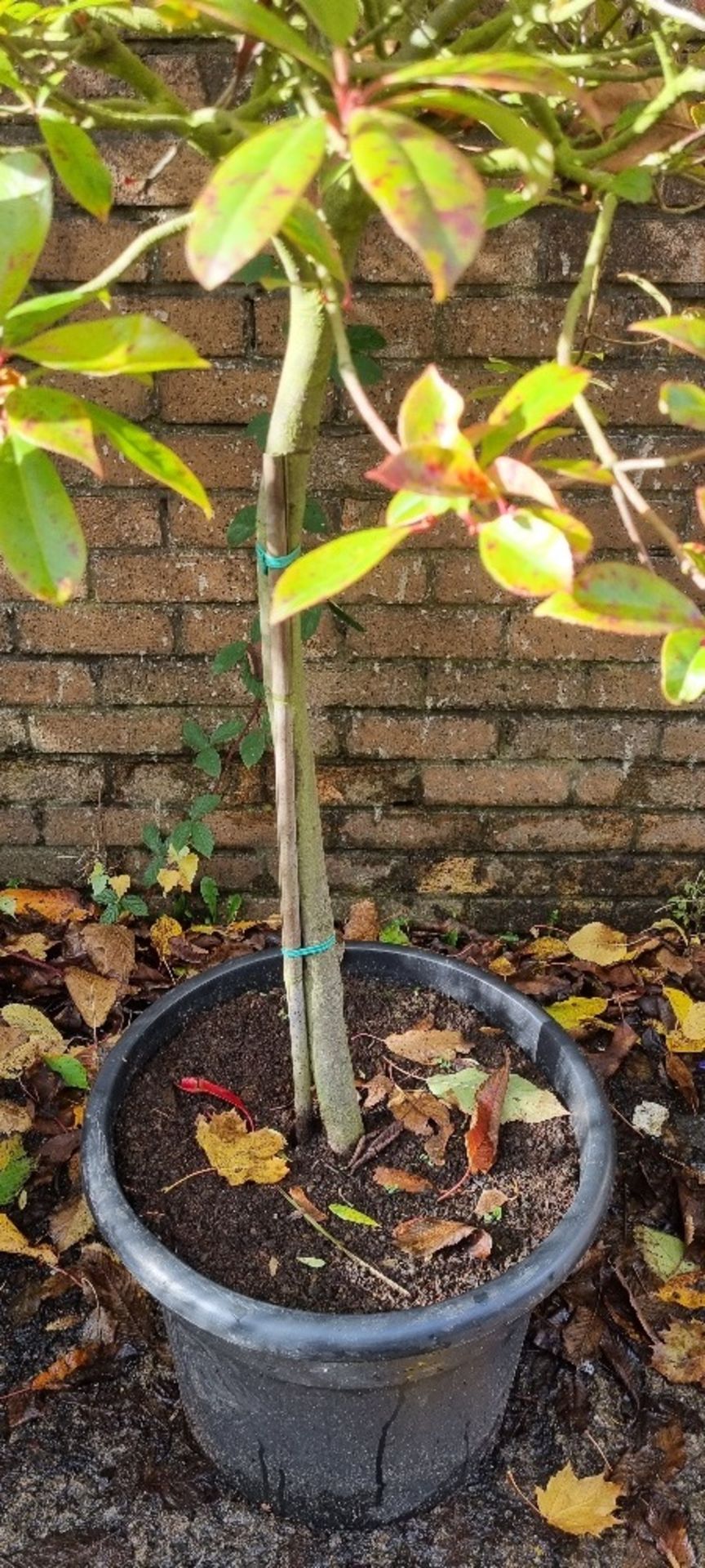 Photinia Red Robin | Approx Height: 1.8m - Image 4 of 4