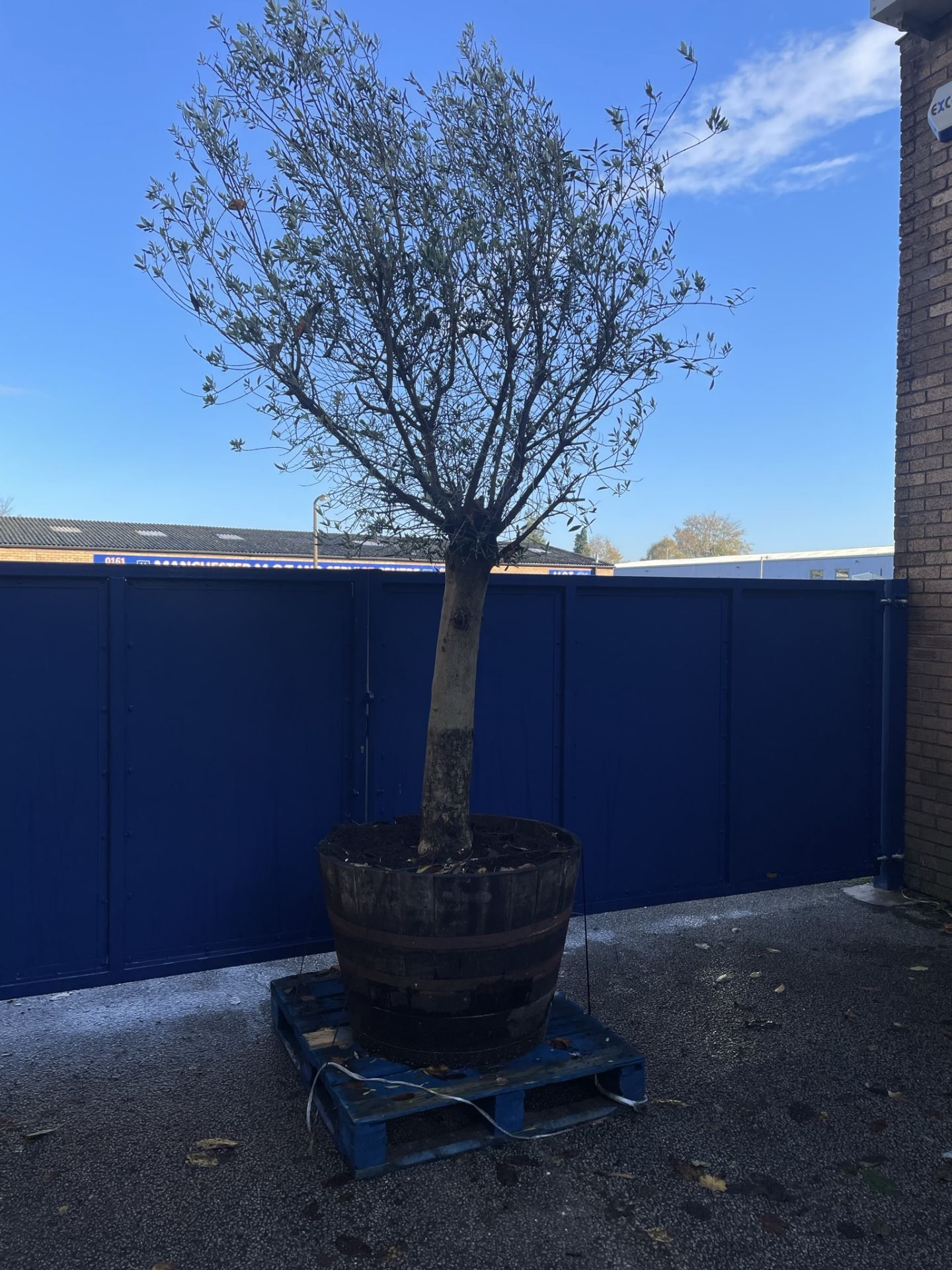 Olive Tree in Barrell Planter | Approx Height: 3.6m - Image 2 of 7