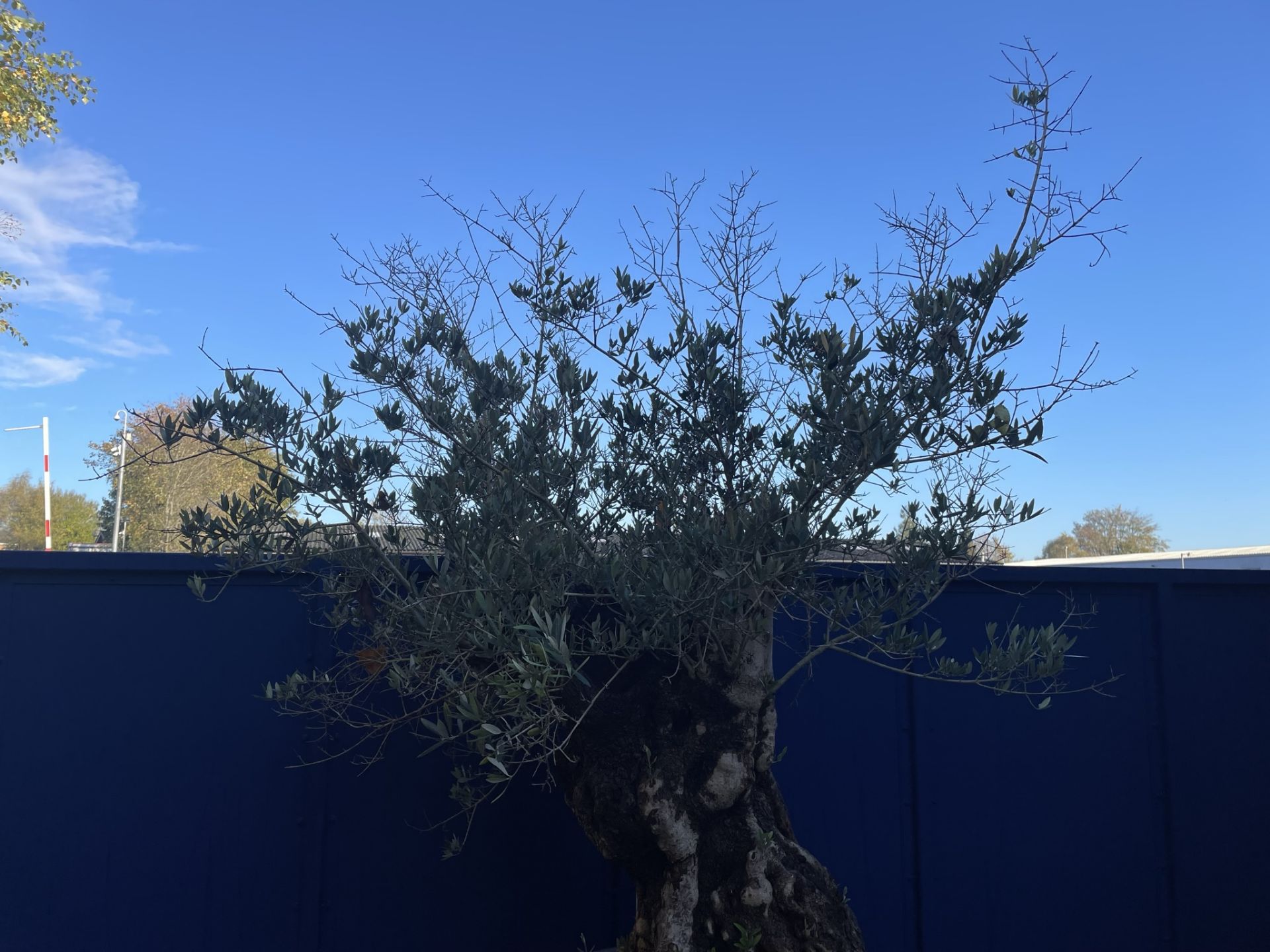 Olive Tree in Plastic Pot | Approx Height: 2.78m | RRP £1,799 - Image 5 of 6