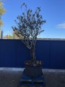 Olive Tree in Plastic Pot | Approx Height: 3.2m | RRP £600