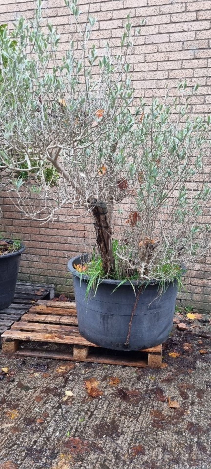 Bay Tree In Plastic Pot | Approx Height: 1.8m - Image 2 of 3