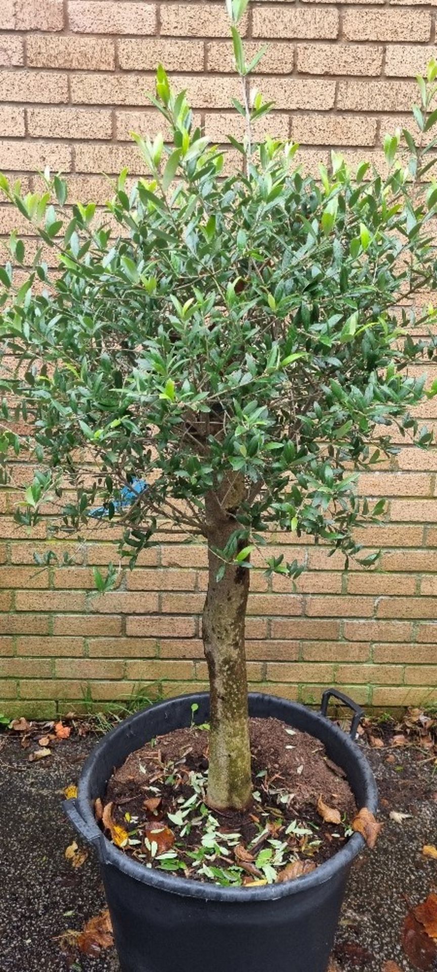 Bay Tree Lollipopped In Plastic Pot | Approx Height: 1.7m | RRP £250 - Image 2 of 3