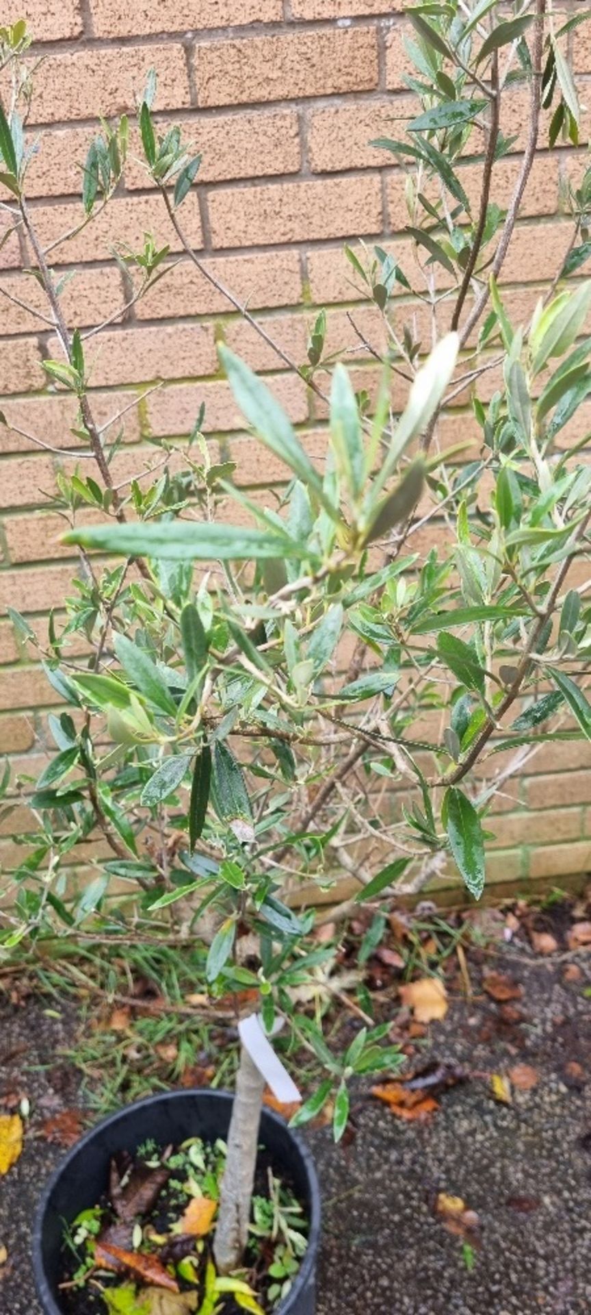 Bay Tree In Plastic Pot | Approx Height: 1.5m - Image 2 of 2