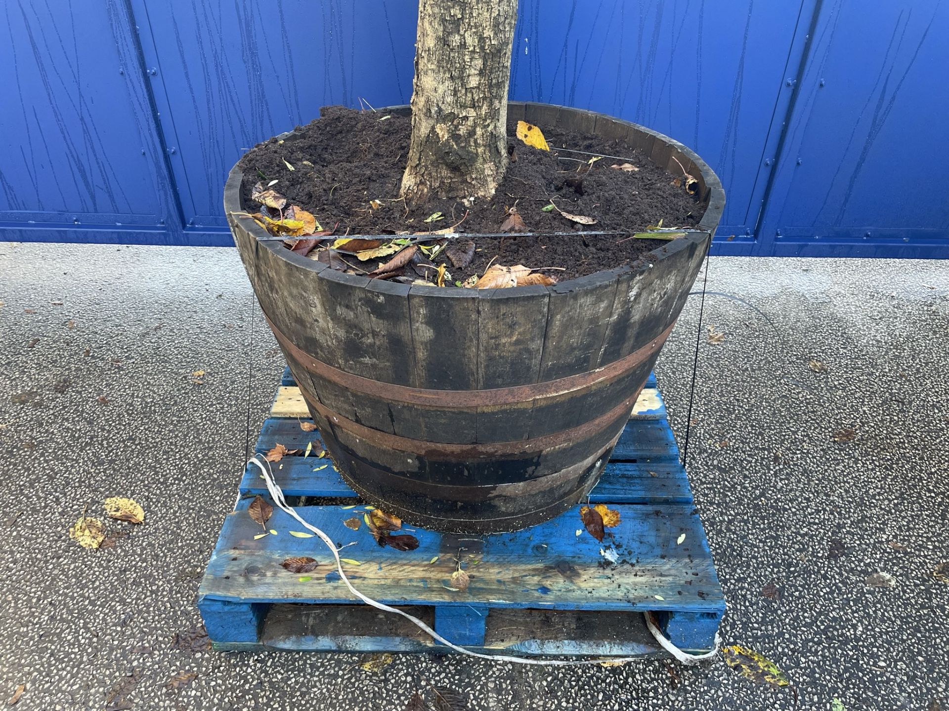 Olive Tree in Barrell Planter | Approx Height: 3.6m - Image 4 of 7