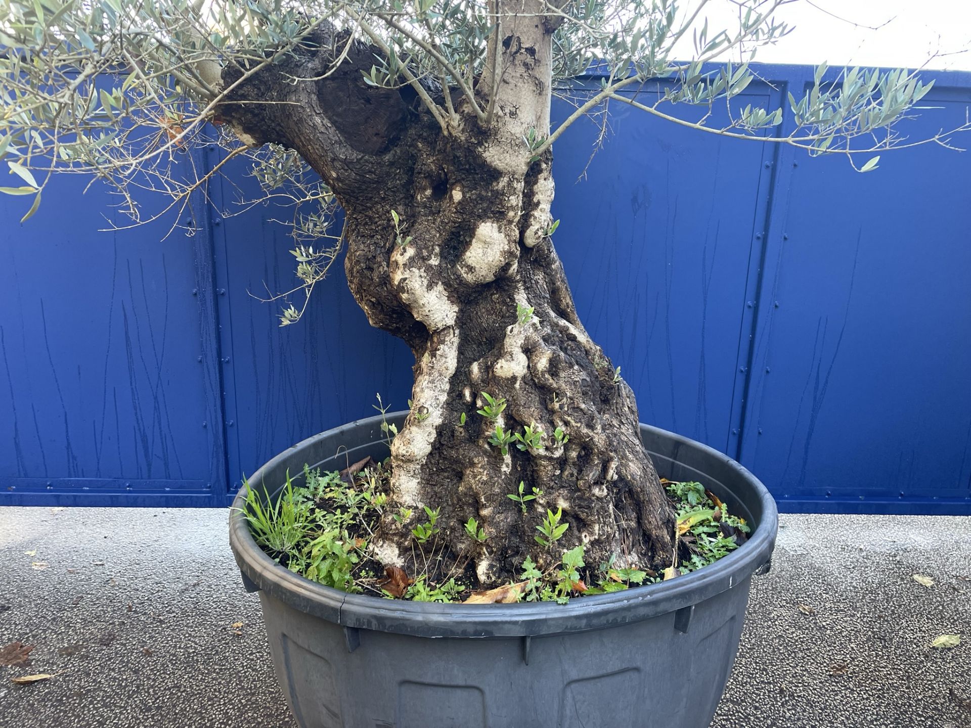 Olive Tree in Plastic Pot | Approx Height: 2.78m | RRP £1,799 - Image 4 of 6