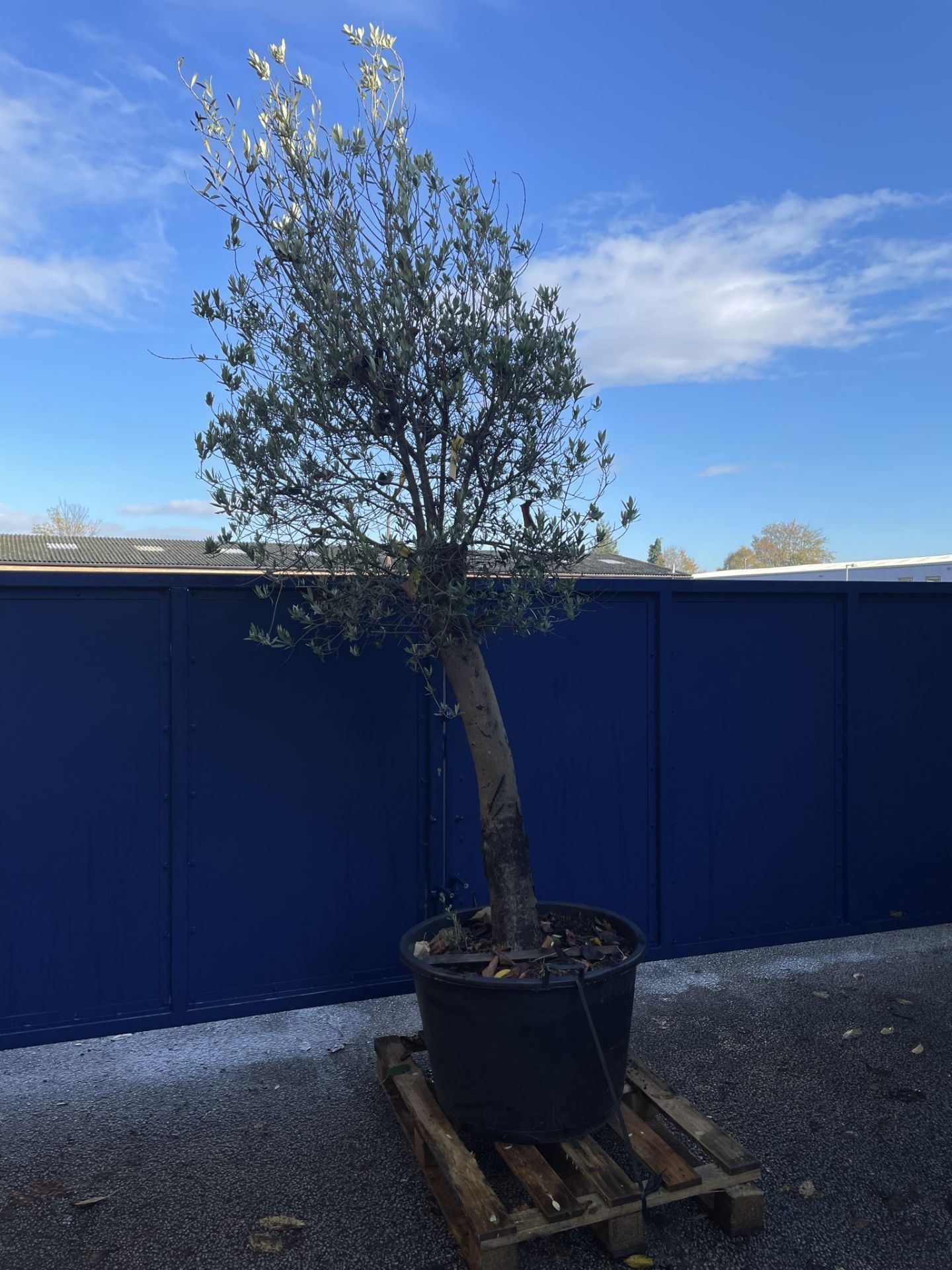 Olive Tree in Plastic Pot | Approx Height: 3.4m | RRP £600 - Image 2 of 6