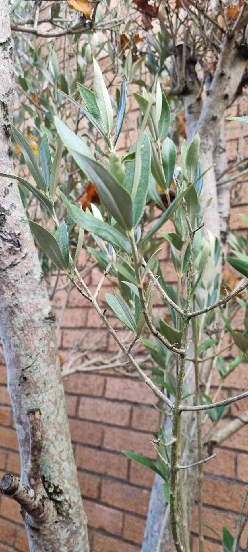 Olive Tree In Pot | Approx Height: 3.1m - Image 2 of 2