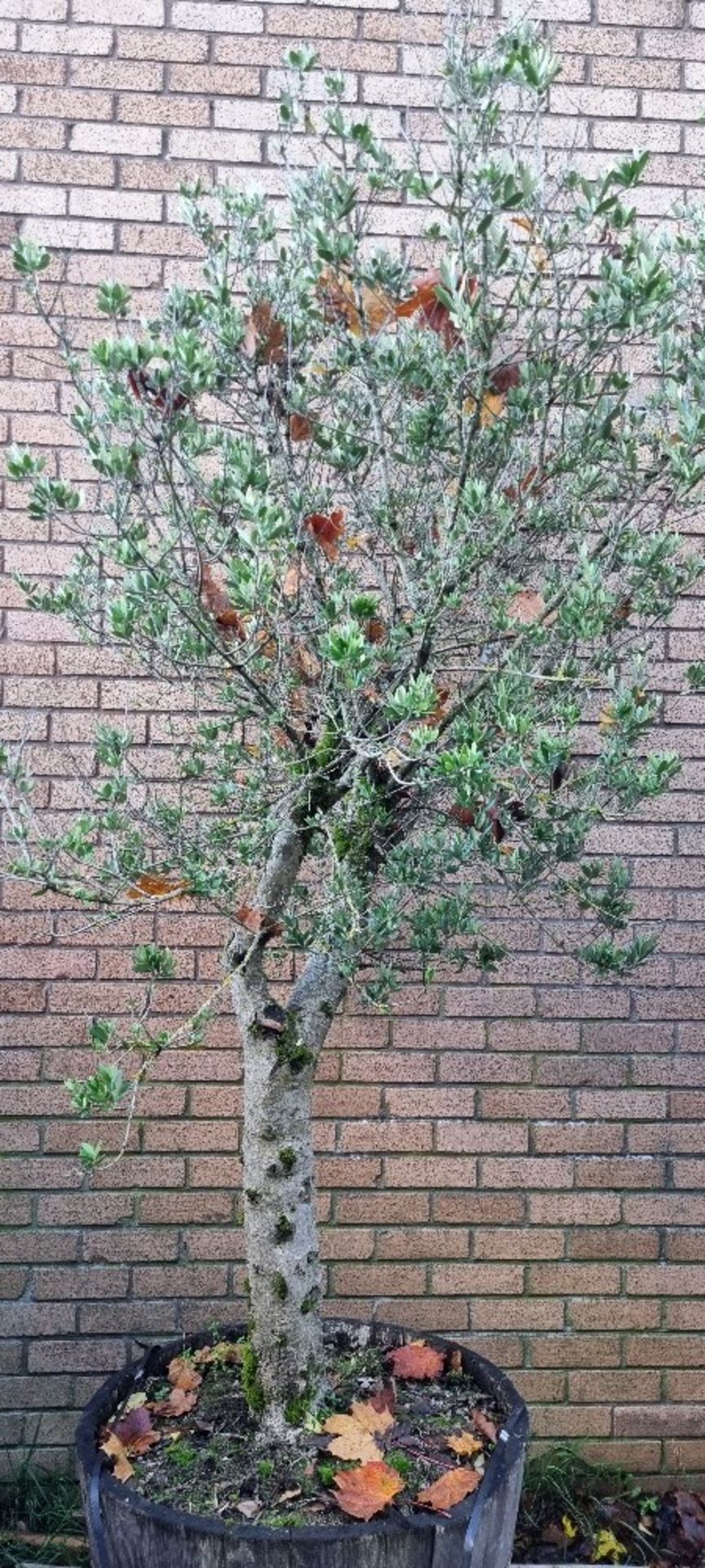 Olive Tree In Barrell Planter | Approx Height: 2.6m - Image 2 of 2