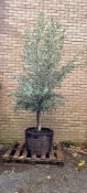Olive Tree In Barrell Planter | Approx Height: 2.7m | RRP £450