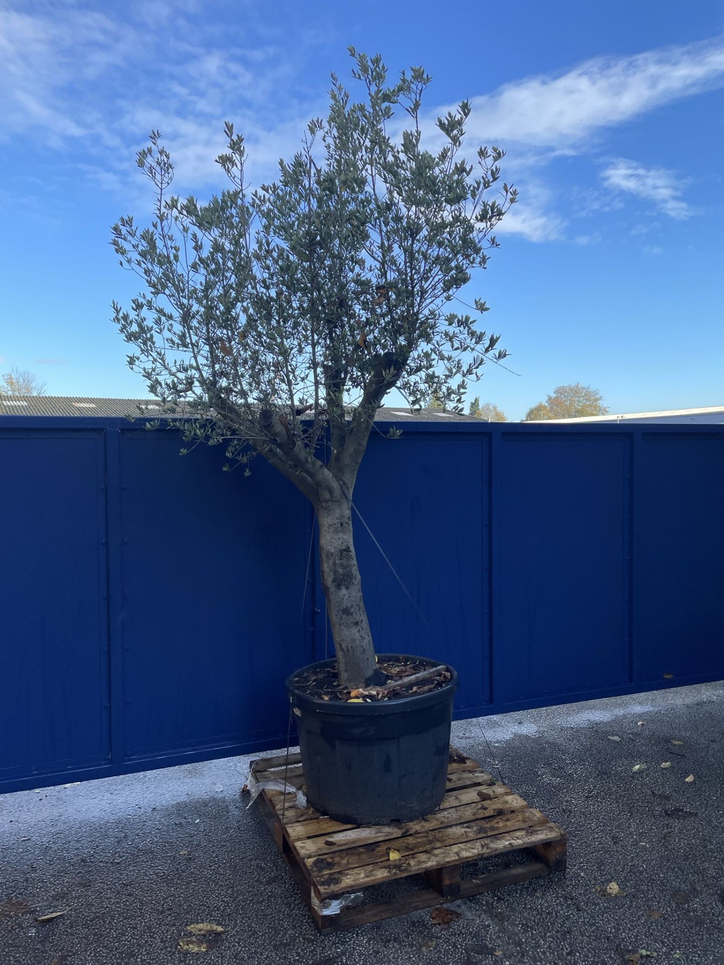 Olive Tree in Plastic Pot | Approx Height: 3.2m | RRP £750 - Image 2 of 6