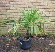 Trachycarpus Fortunei Palm Tree In Plastic Pot | Approx Height: 1m