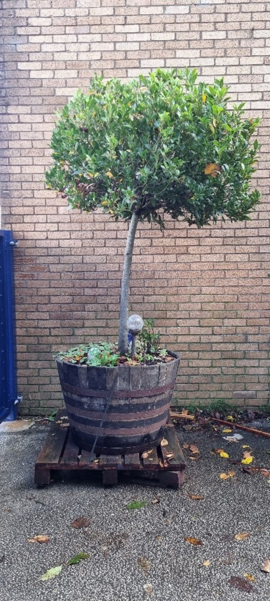 Bay Tree In Barrell Planter | Approx Height: 2.7m - Image 2 of 6