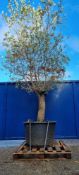 Olive Tree In Pot | Approx Height: 3.5m | RRP £600