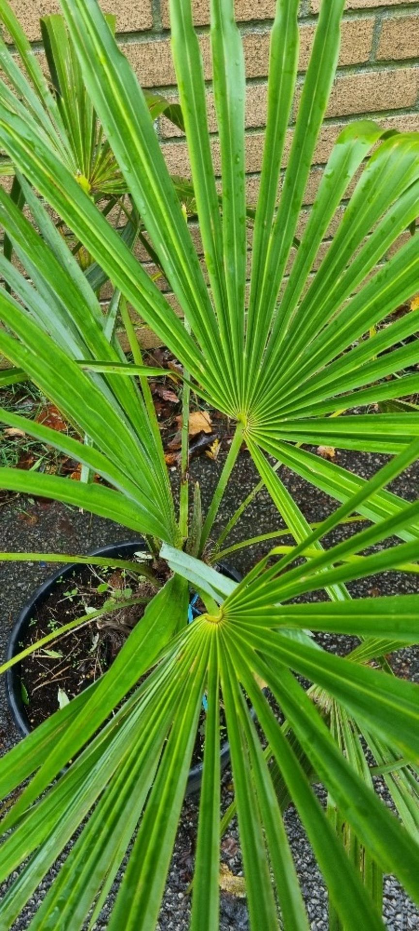 Trachycarpus Fortunei Palm Tree In Plastic Pot | Approx Height: 1m - Image 3 of 4