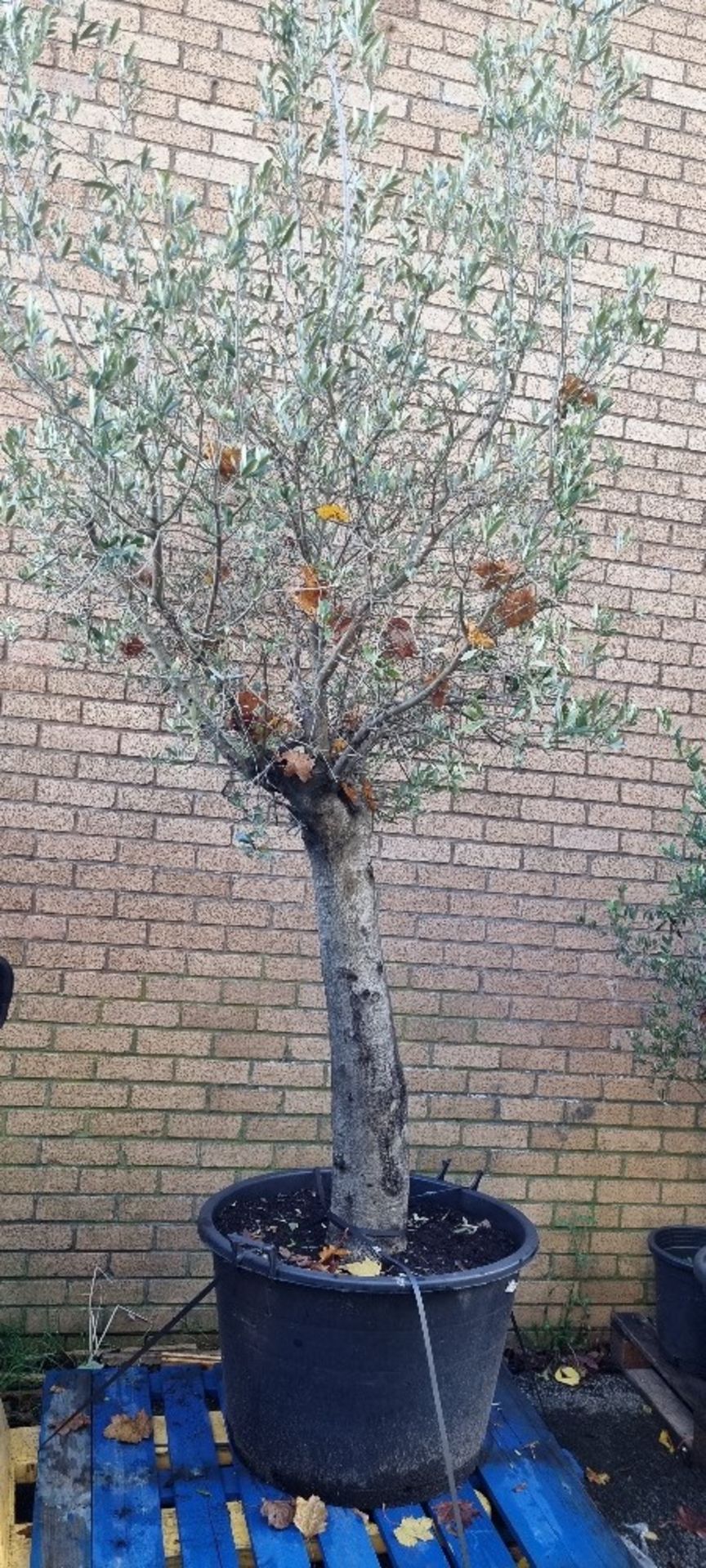 Olive Tree In Pot | Approx Height: 3.2m | RRP £750 - Image 2 of 3