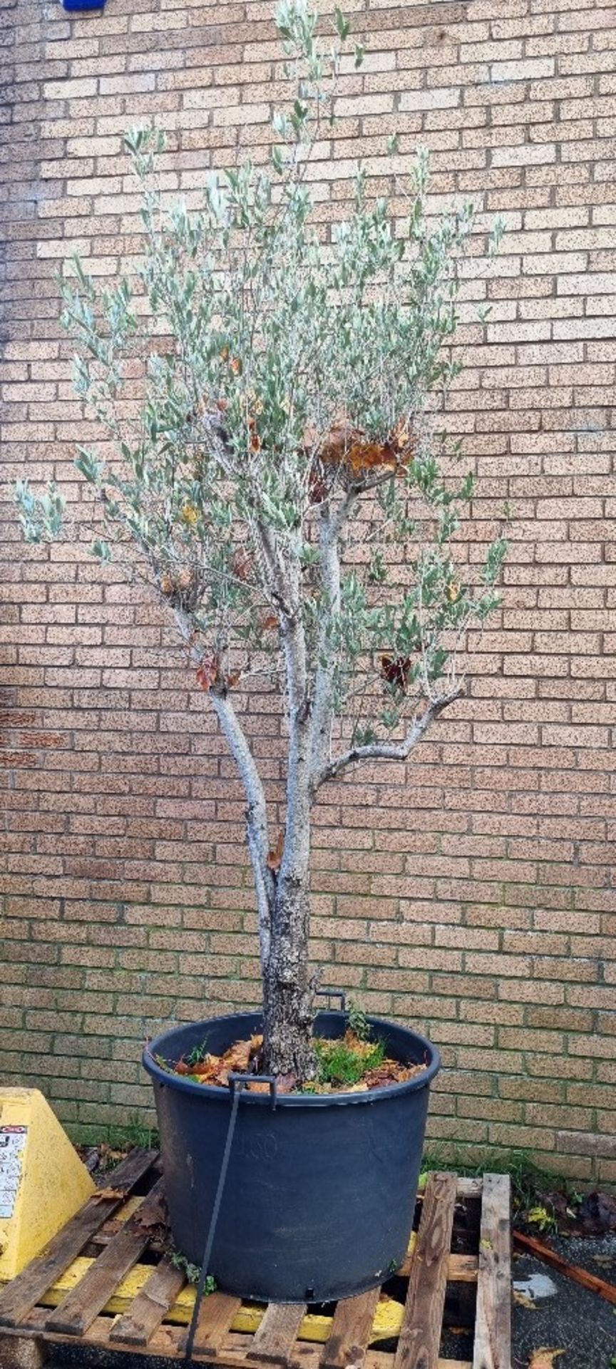 Olive Tree In Pot | Approx Height: 3.1m