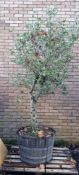 Olive Tree In Barrell Planter | Approx Height: 2.6m