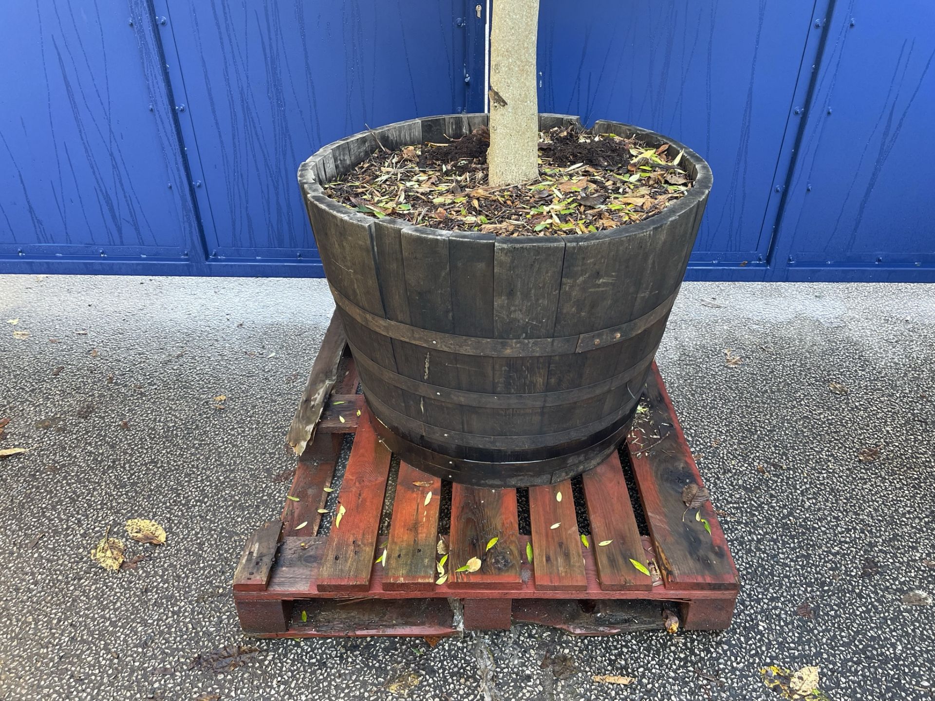 Olive Tree in Barrell Planter | Approx Height: 3m | RRP £785 - Image 4 of 6