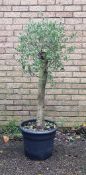 Bay Tree In Plastic Pot | Approx Height: 1.7m