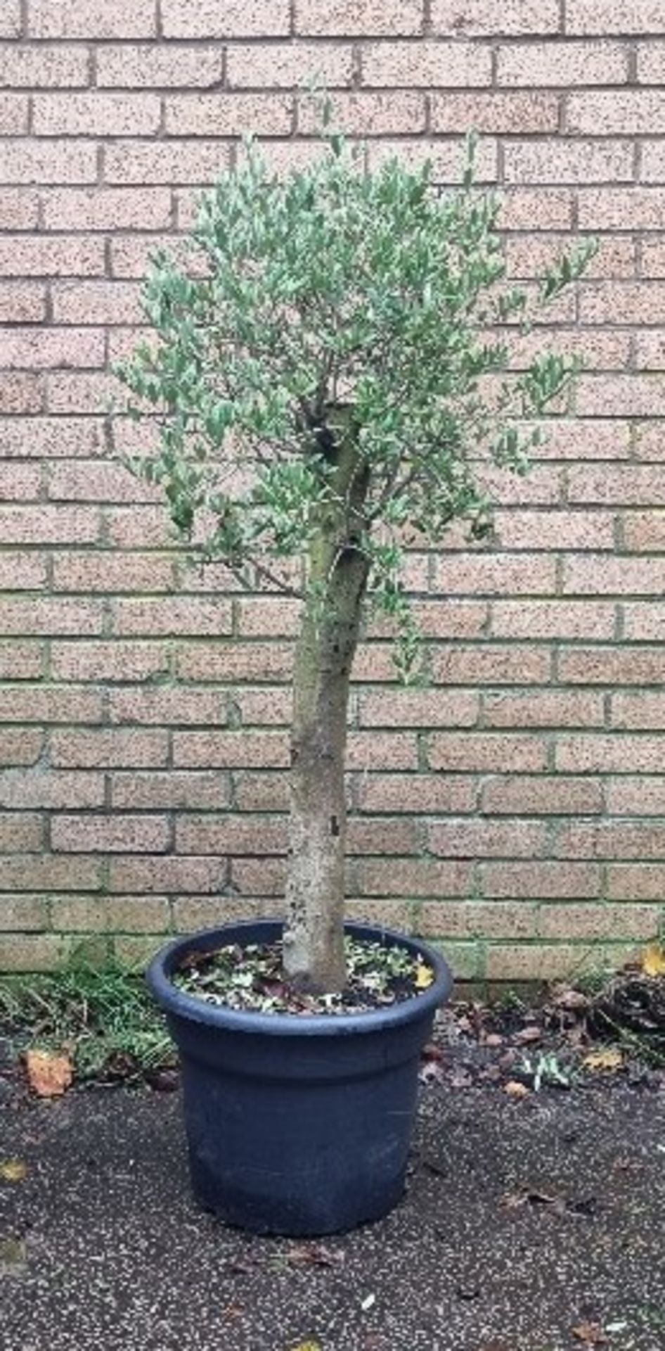 Bay Tree In Plastic Pot | Approx Height: 1.7m