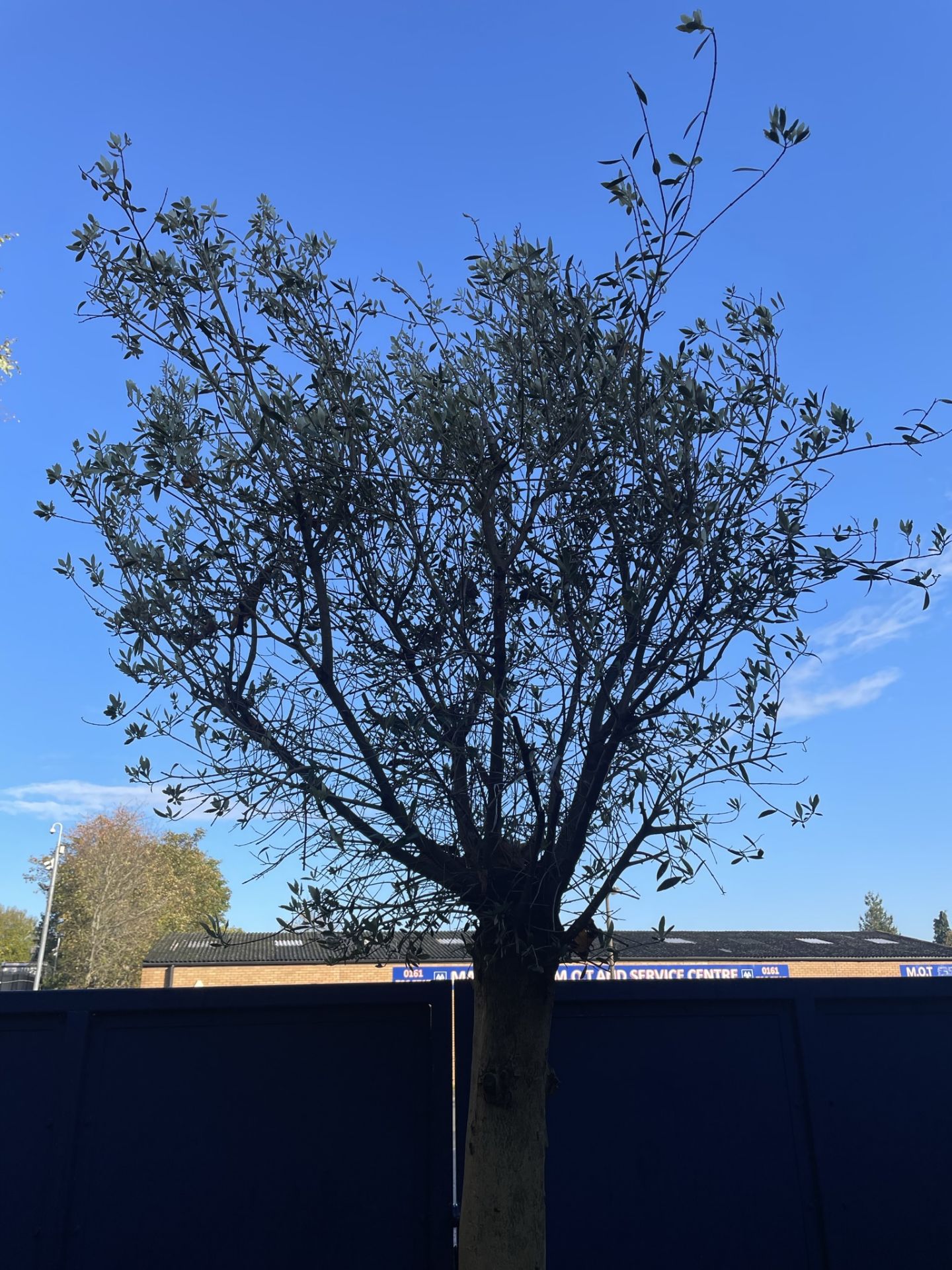 Olive Tree in Barrell Planter | Approx Height: 3.6m - Image 5 of 7