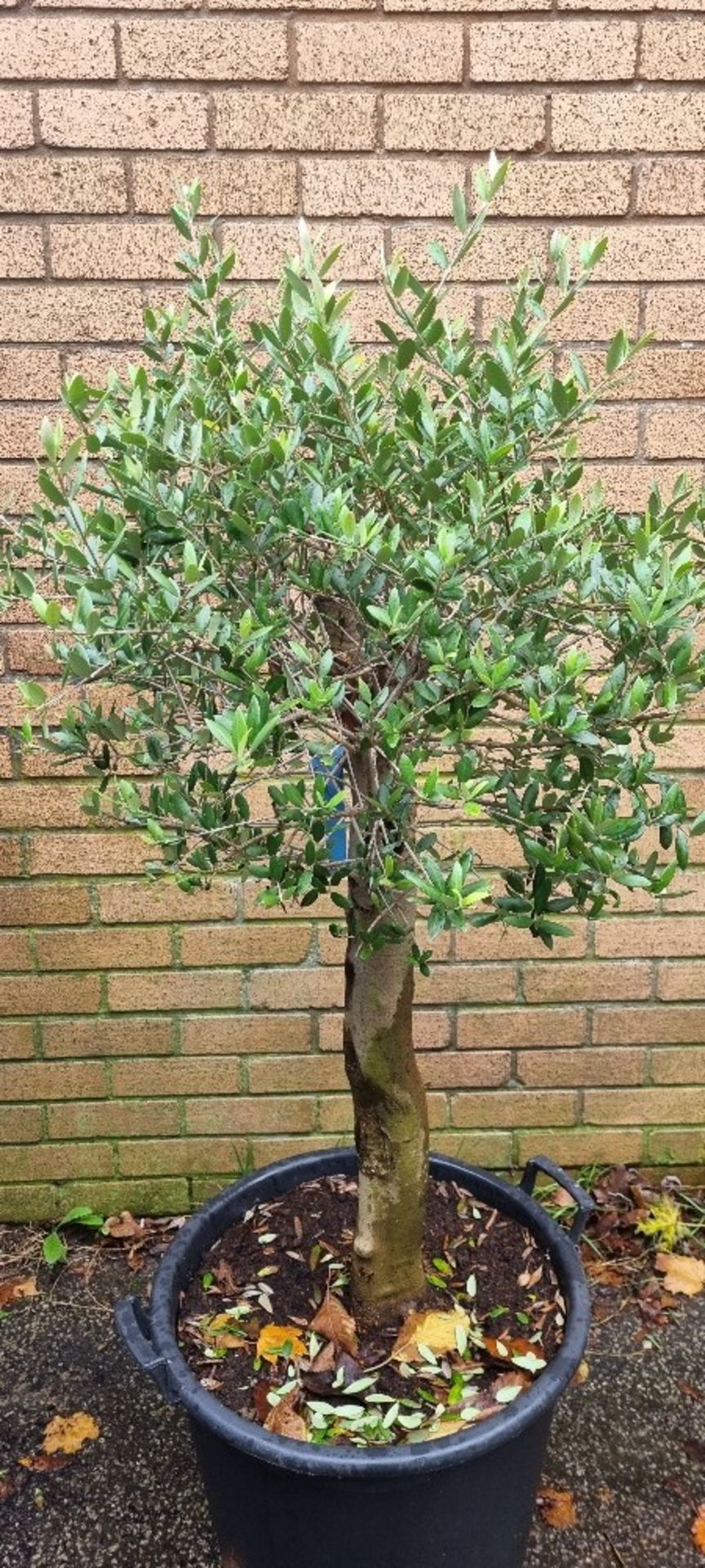 Bay Tree Lollipopped In Plastic Pot | Approx Height: 1.4m | RRP £250 - Image 2 of 3