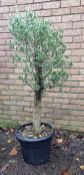 Olive Tree In Plastic Pot | Approx Height: 1.5m