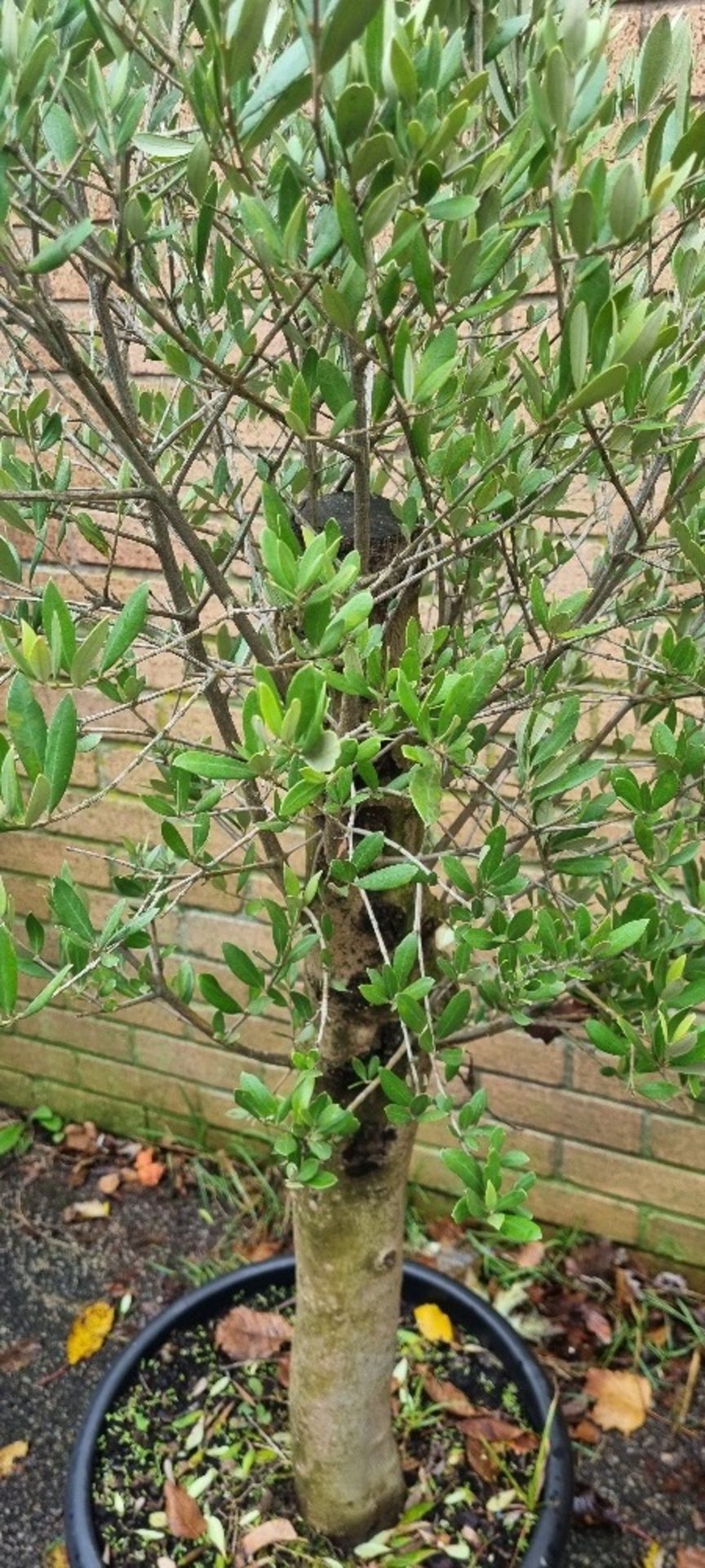 Olive Tree In Plastic Pot | Approx Height: 1.5m - Image 2 of 2