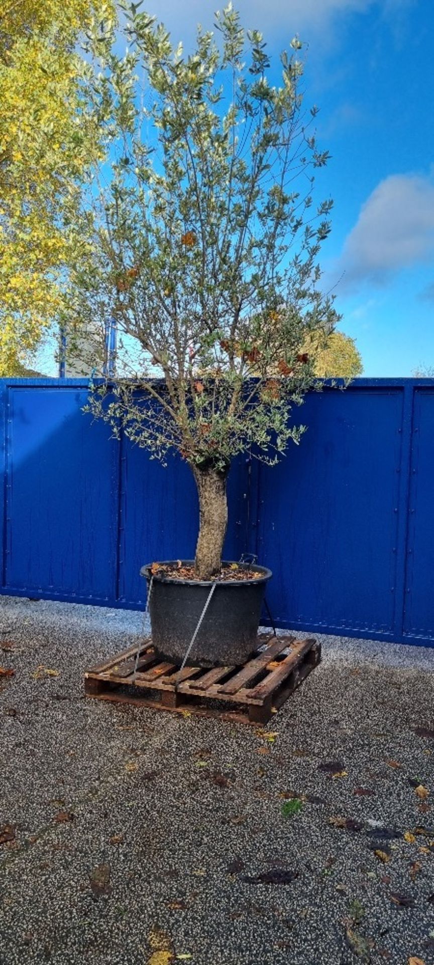 Olive Tree In Pot | Approx Height: 3.5m | RRP £600 - Image 2 of 3