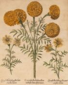 Basilius Besler (1561-1629), Caryophyllus Indicus flore, kolor. Kupferstich/Papier