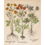 Basilius Besler (1561-1629), Ranunculus Illyricus, kolor. Kupferstich/Papier