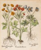 Basilius Besler (1561-1629), Ranunculus Illyricus, kolor. Kupferstich/Papier