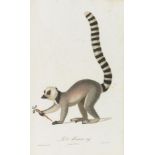 Jean-Baptiste Audebert Die Affen sind los Histoire naturelle des singes et des makis. Paris,