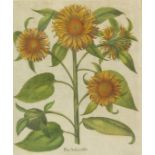 Basilius Besler Flos solis prolifer / Vielblütige Sonnenblume. Kolorierter Kupferstich von H. Ulrich