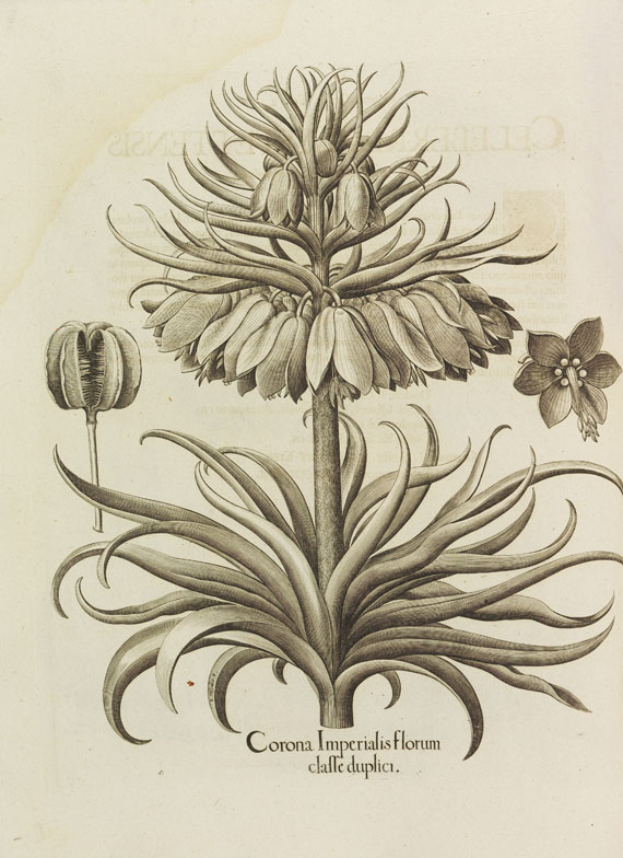 Basilius Besler Das erste Florilegium Hortus Eystettensis, sive diligens et accurata omnium