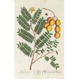 Elisabeth Blackwell Herbarium Blackwellianum emendatum et auctum. - Vermehrtes und verbessertes