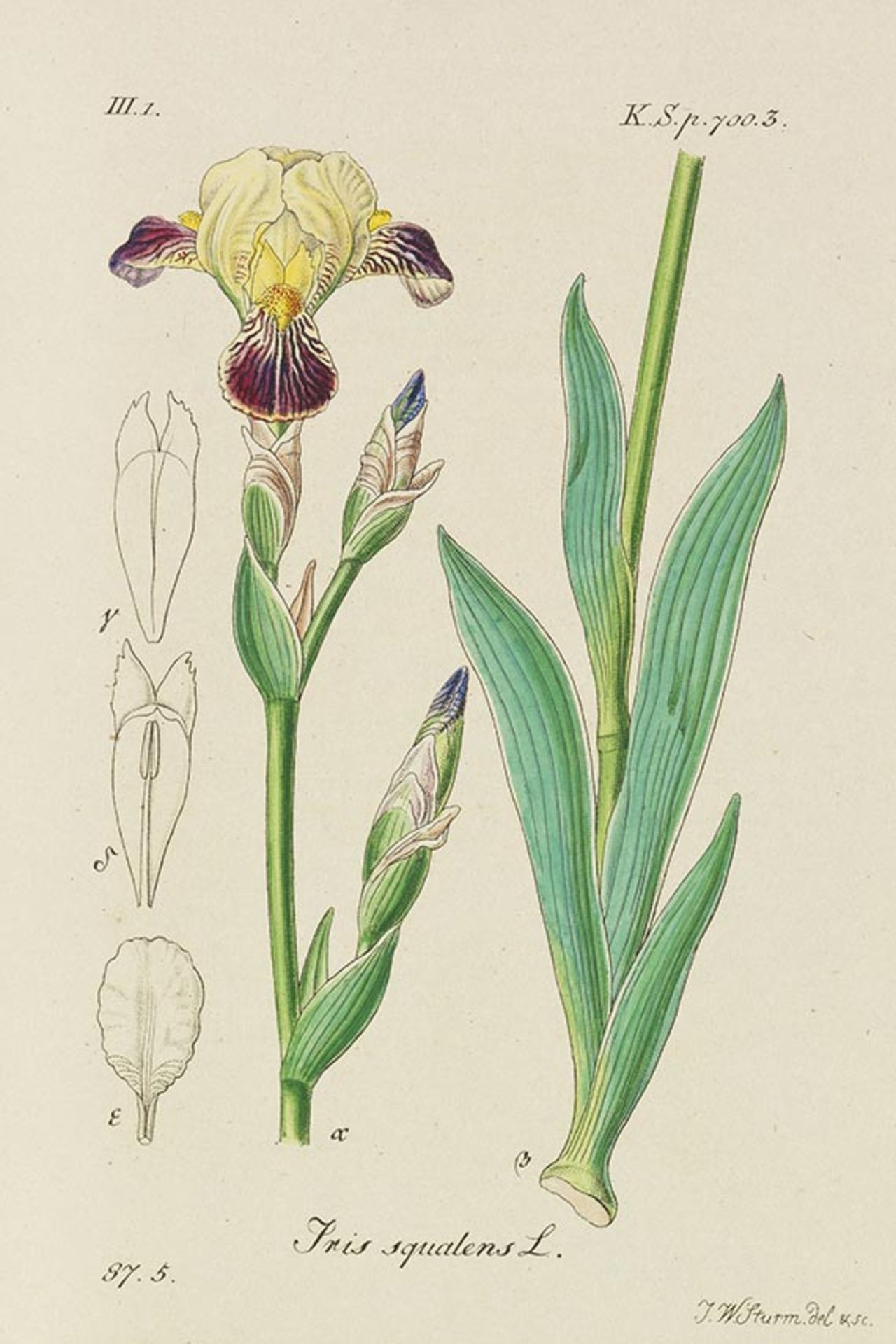 Jacob und Johann Wilhelm Sturm Deutschlands Flora in Abbildungen nach der Natur mit