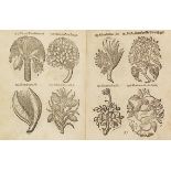 Thomas Pancovius (Panckow) Herbarium portatile, oder behendes Kräuter- und Gewächs-Buch, darinnen
