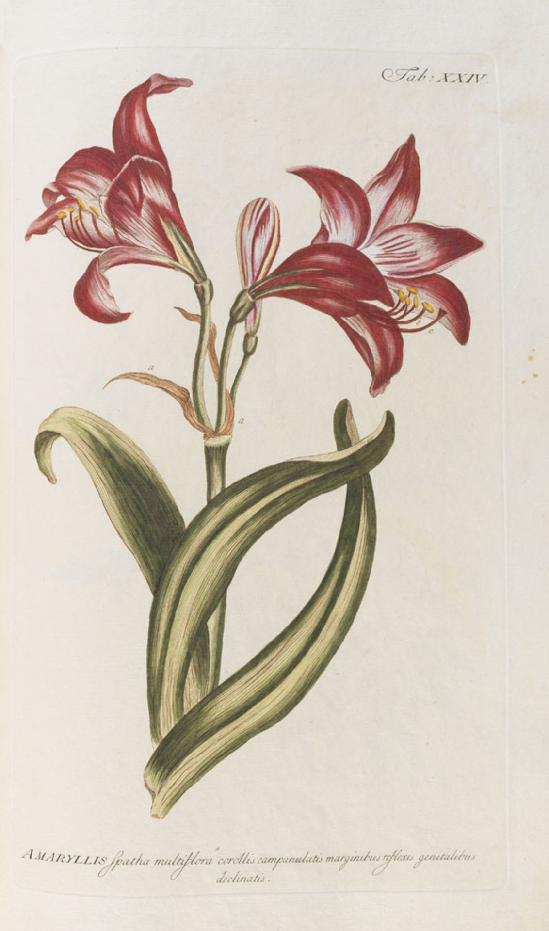 Philipp Miller Abbildungen der nützlichsten, schönsten und seltensten Pflanzen welche in seinem