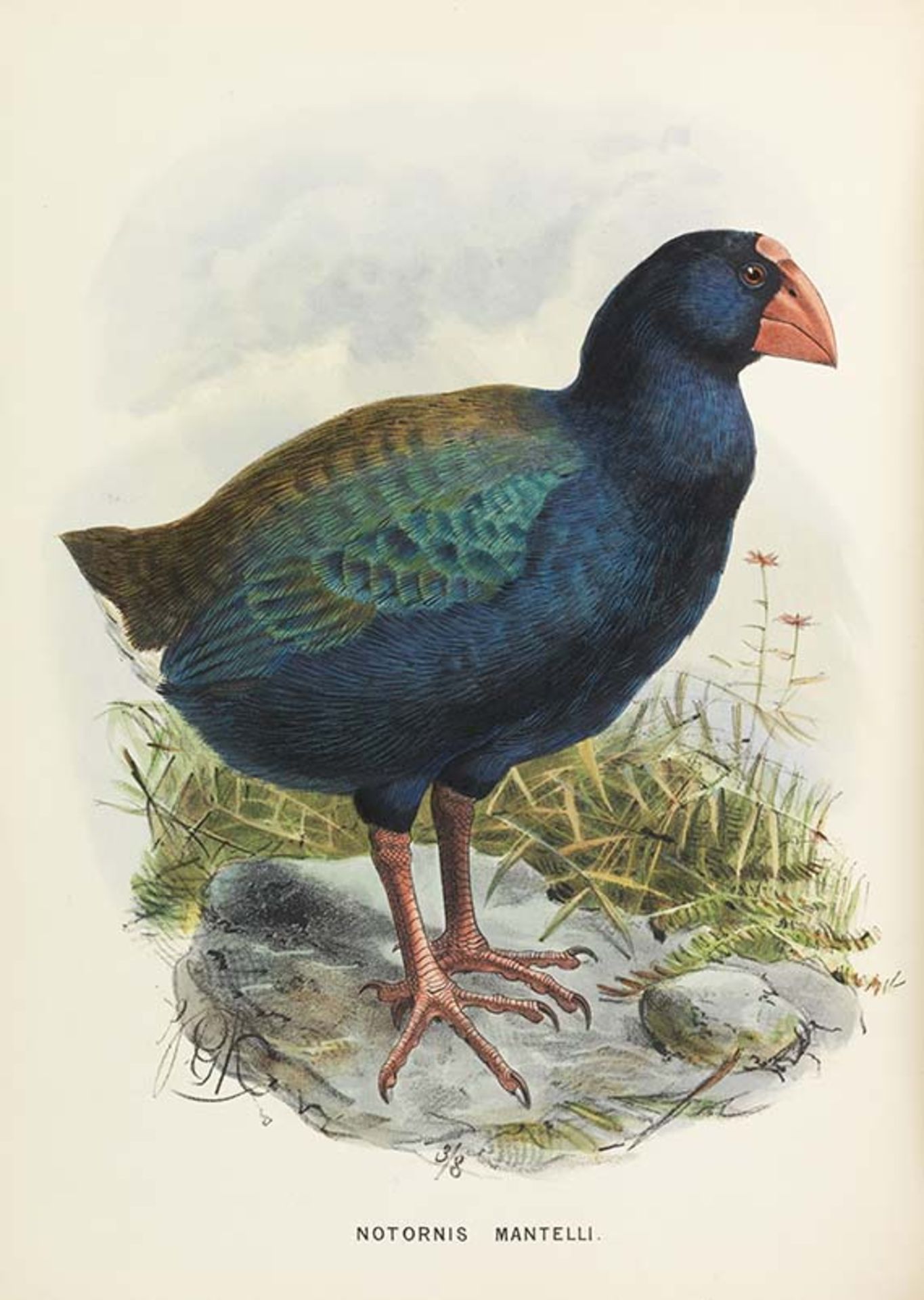 Walter Lawry Buller 'Not a single copy left' A history of the birds of New Zealand. London, John van