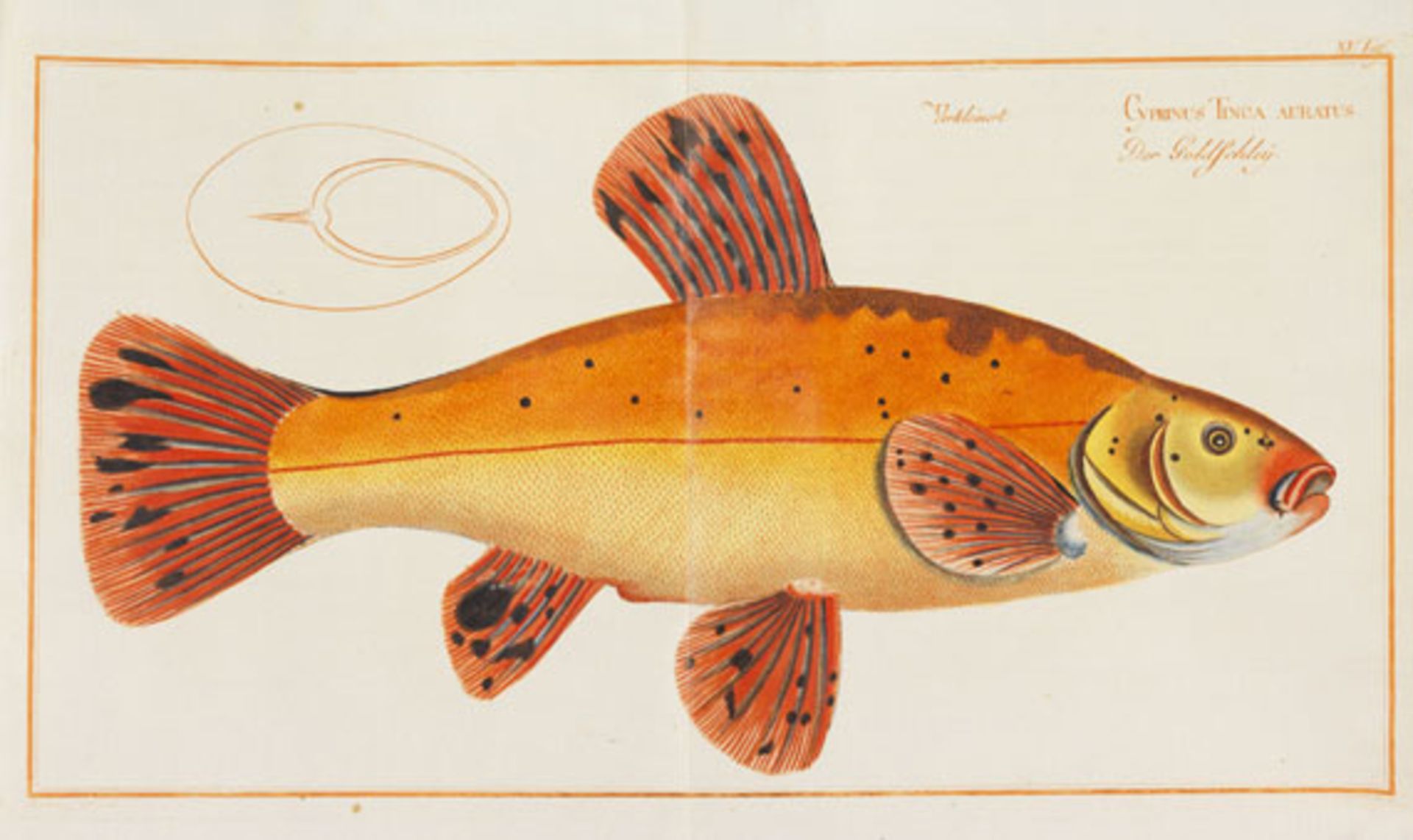 Marcus Elieser Bloch In Silber und Gold Allgemeine Naturgeschichte der Fische Deutschlands. 3 Teile.