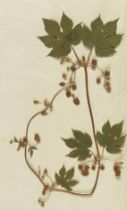 Gottfried Gärtner 200 Jahre alte Pflanzen Herbarium - Flora Wetterau. Um 1800. - Ungewöhnlich