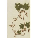 Gottfried Gärtner 200 Jahre alte Pflanzen Herbarium - Flora Wetterau. Um 1800. - Ungewöhnlich