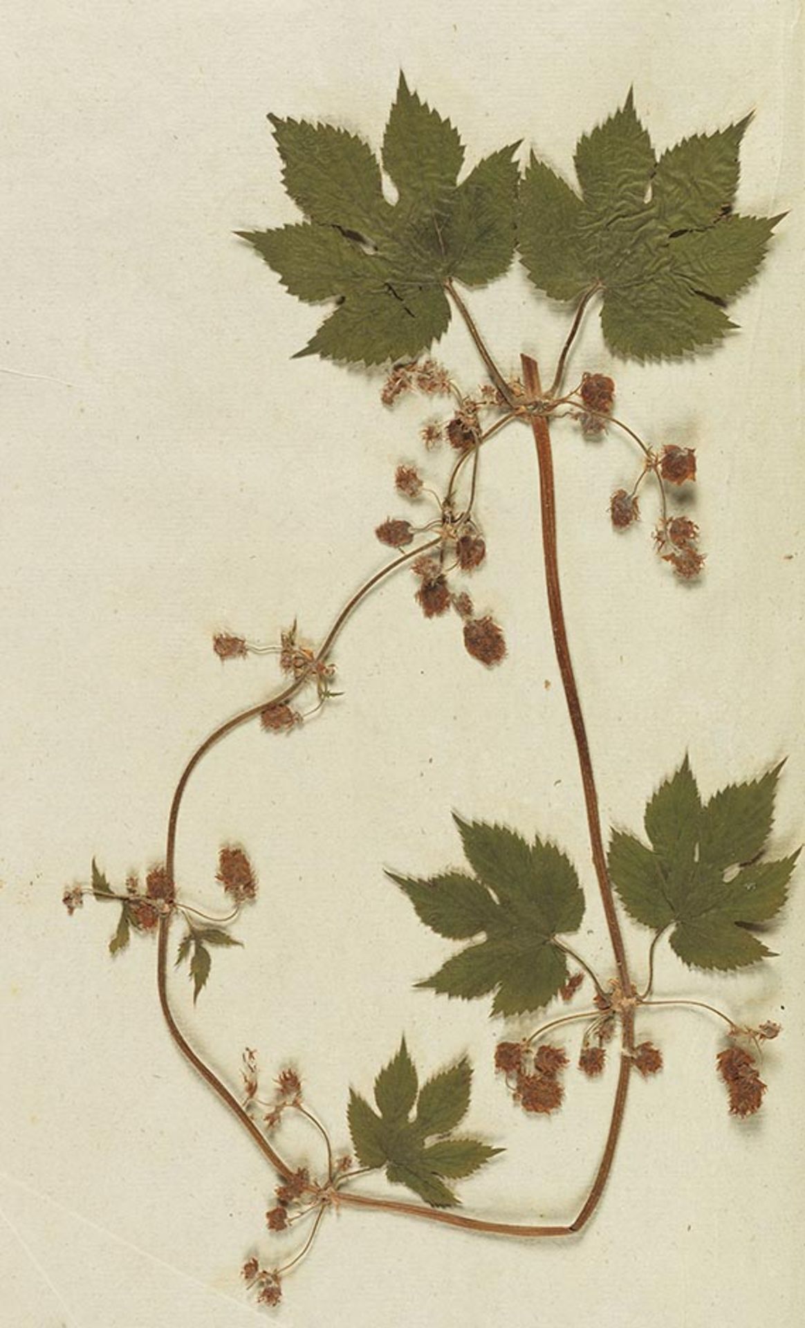 Gottfried Gärtner 200 Jahre alte Pflanzen Herbarium - Flora Wetterau. Um 1800. - Ungewöhnlich