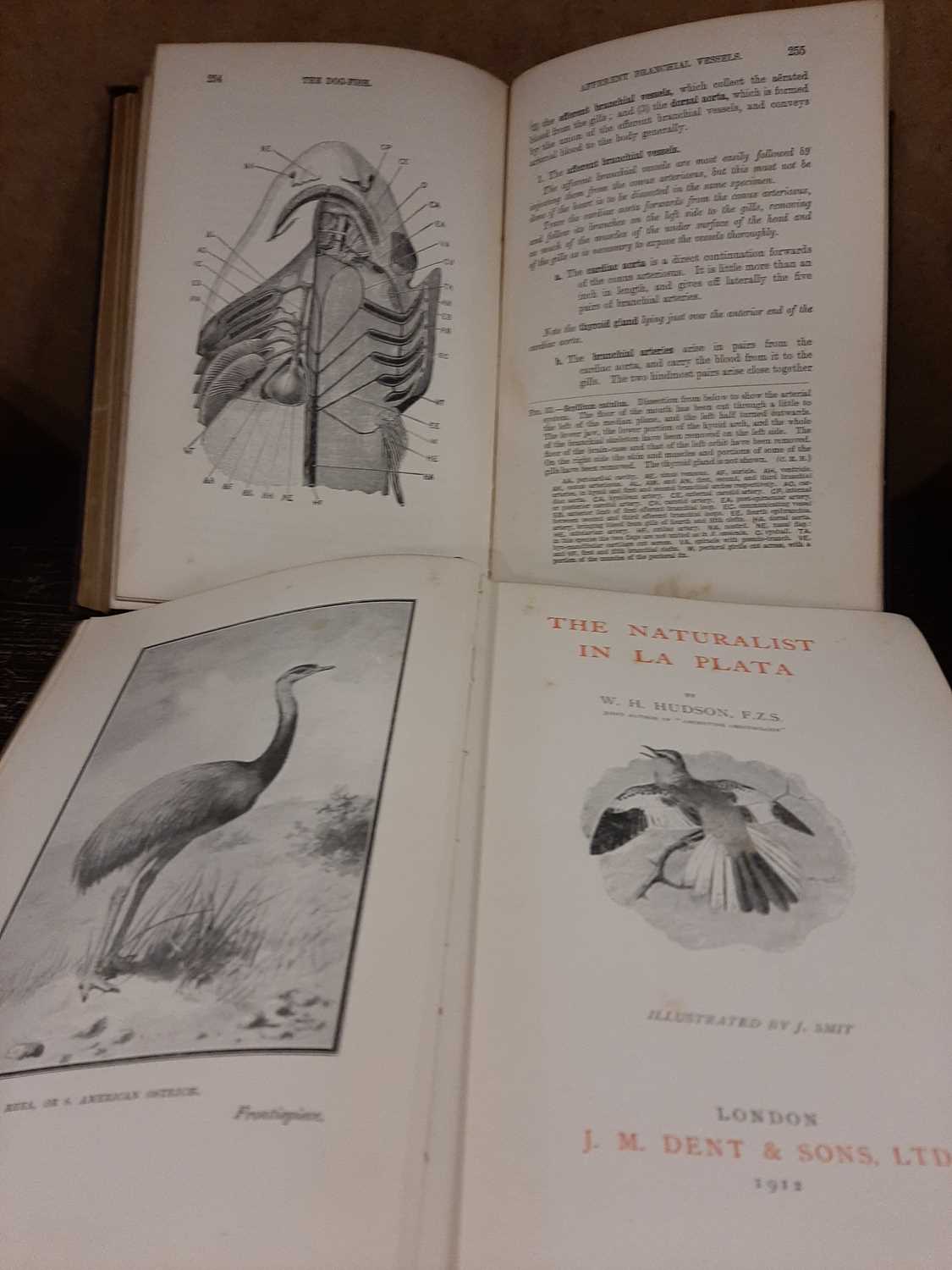 11 Natural History titles to include Nature by Night, 1931, Practical Zoology, 1916, The - Image 2 of 4