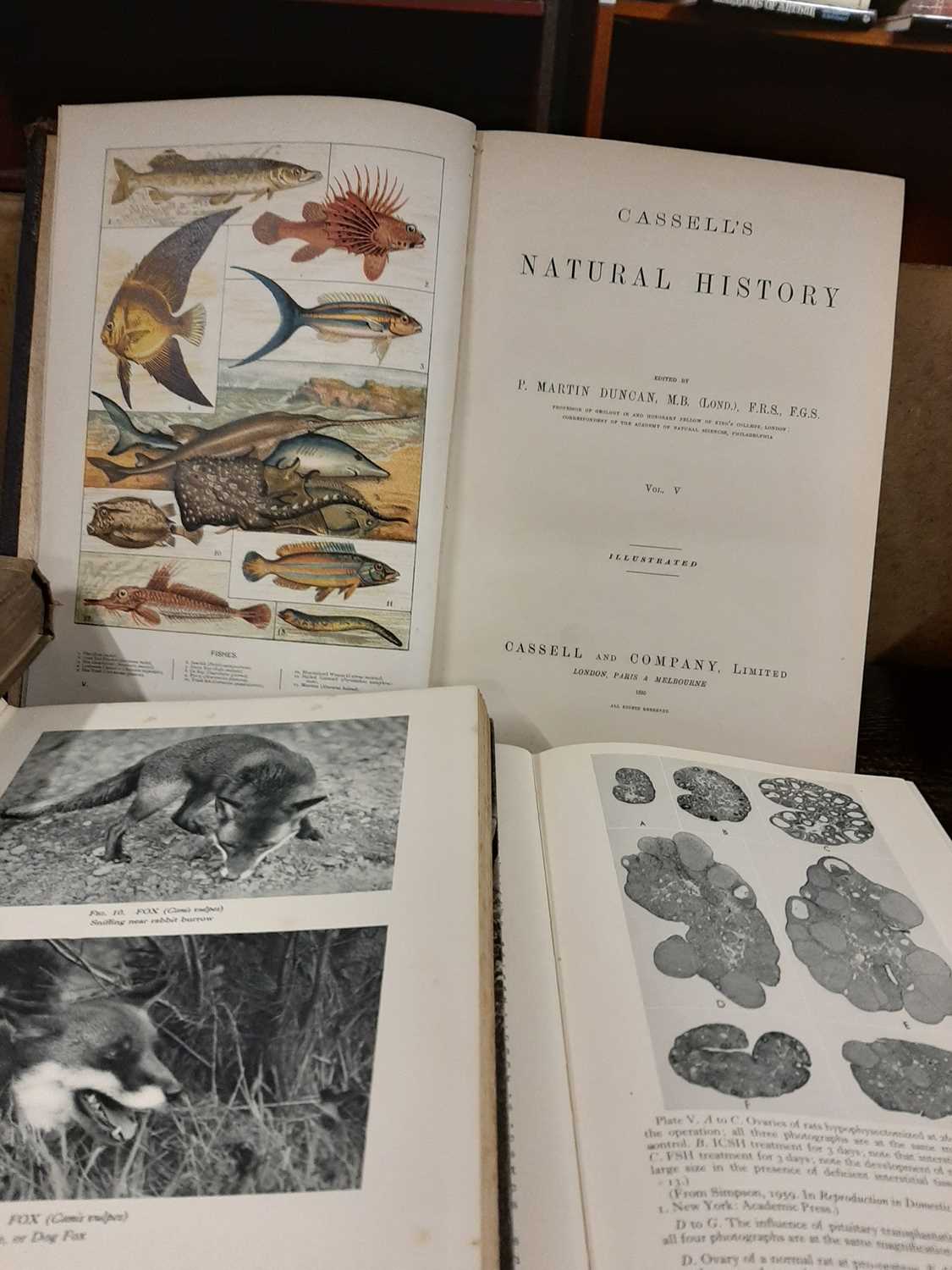 11 Natural History titles to include Nature by Night, 1931, Practical Zoology, 1916, The