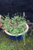 Glazed terracotta plant pot, height 20cm, width approx 45cm